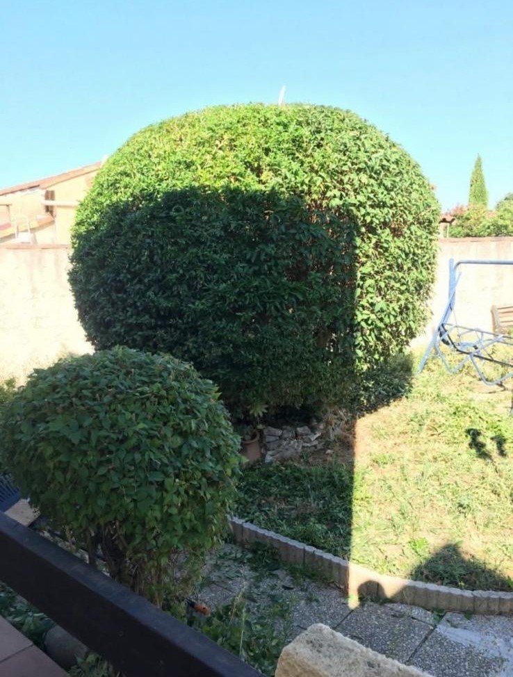 Haie géométrique taillée avec précision